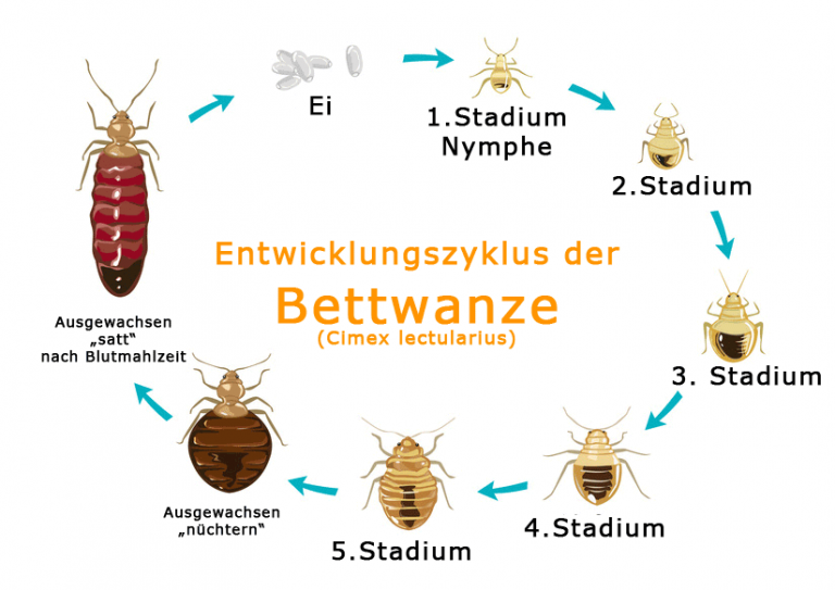 Betwanzen