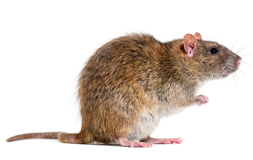 Hausratte / Wanderratte