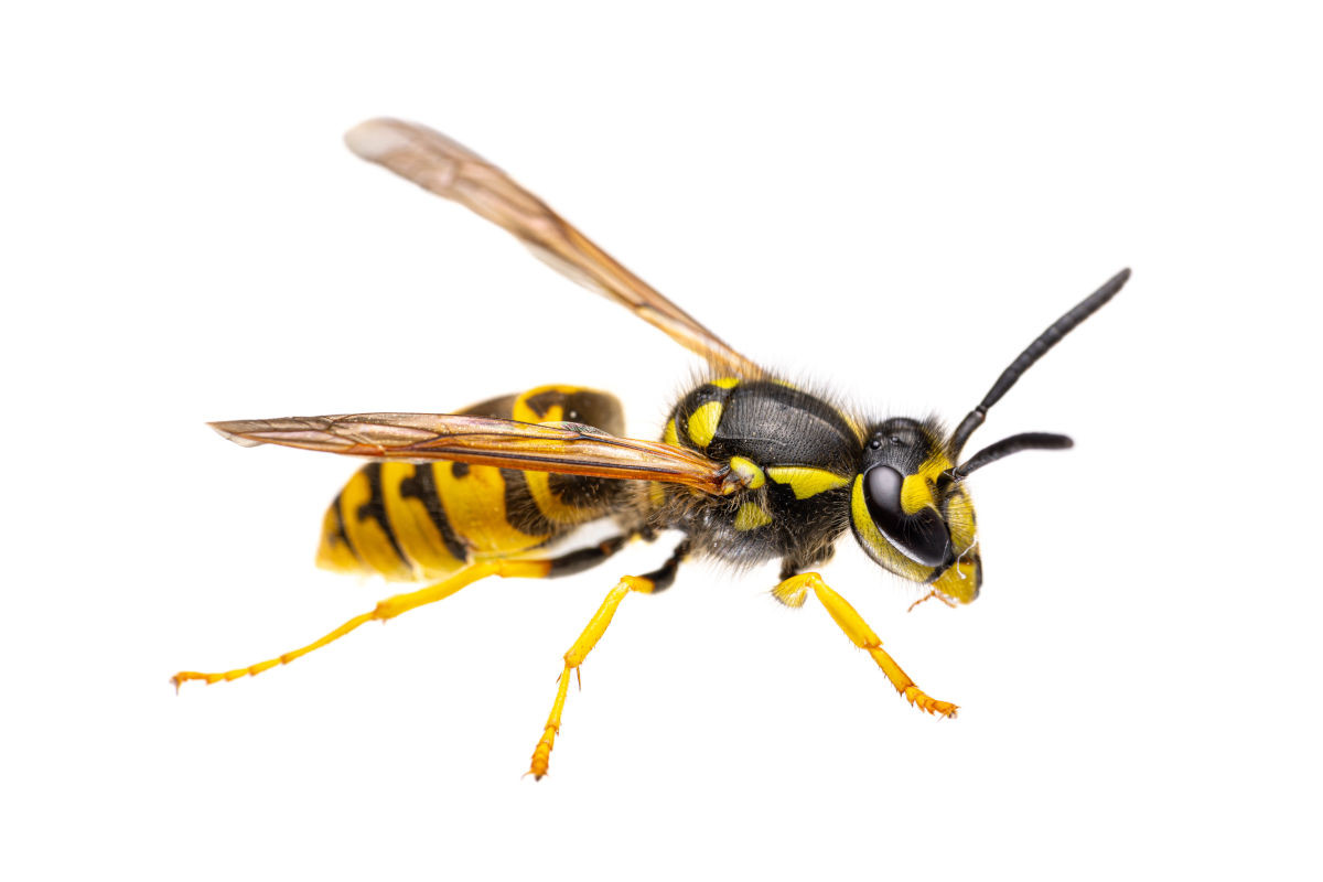 Wespe