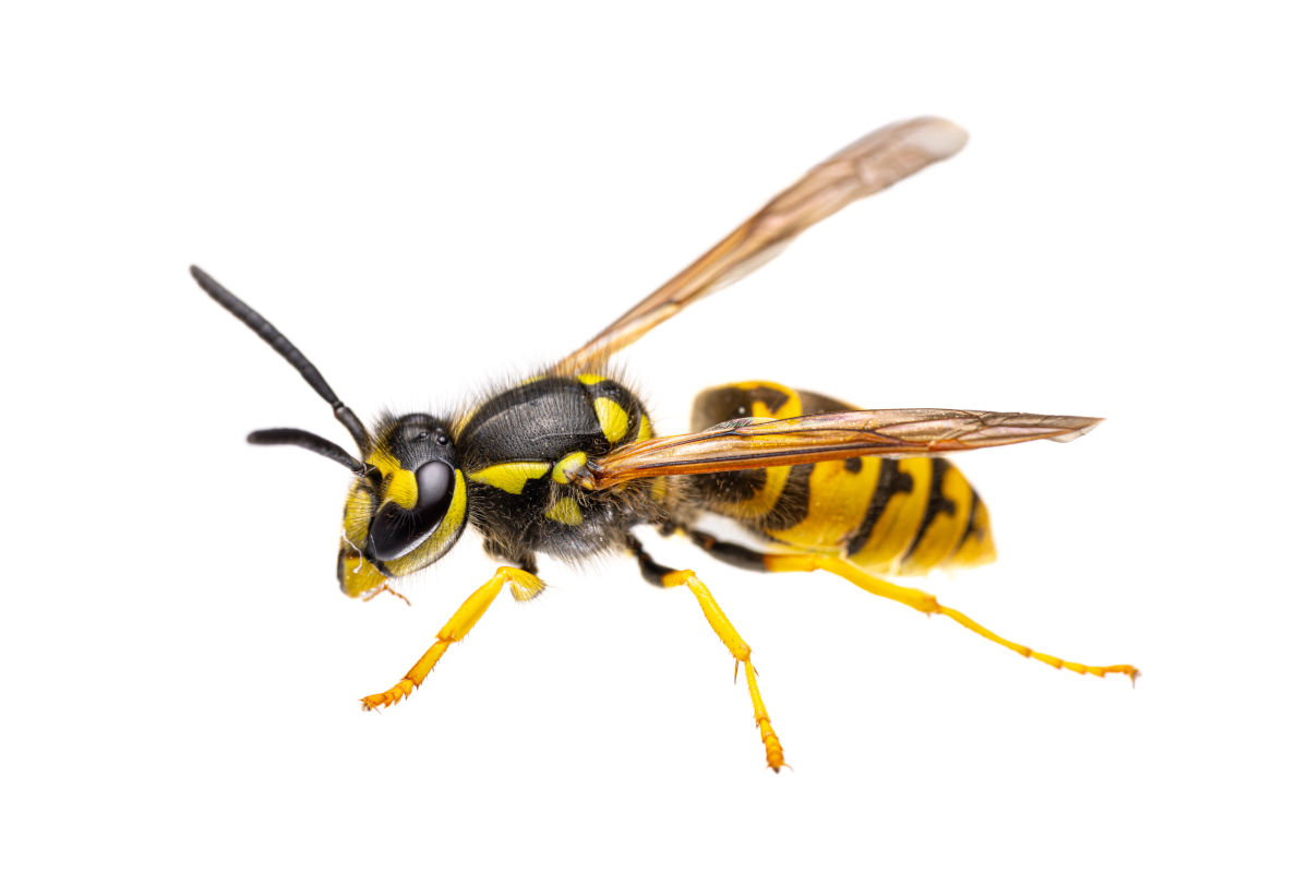 Wespen
